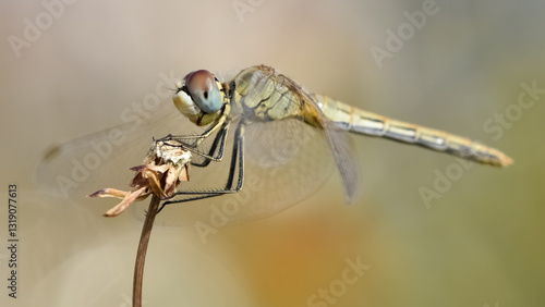 Photography wild animals. photos of various wild insects. dragonfly photos.