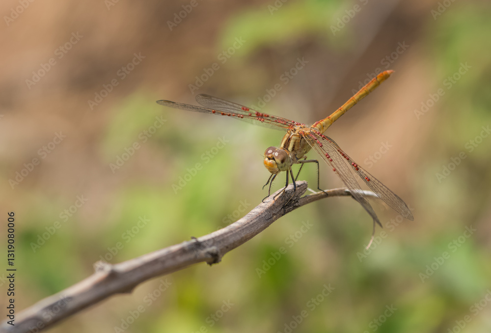 wild animals. photos of various wild insects. dragonfly photos. wild animals. photos of various wild insects. dragonfly photos.