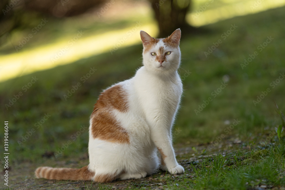 Chat blanc et roux avec strabisme Chat blanc et roux avec strabisme