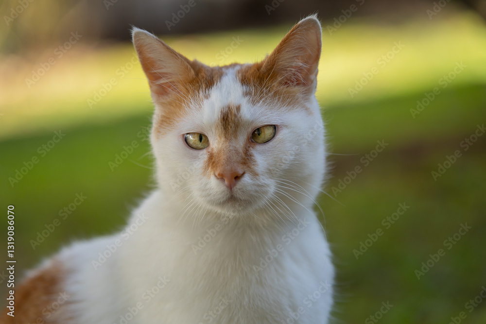 Chat blanc et roux avec strabisme Chat blanc et roux avec strabisme