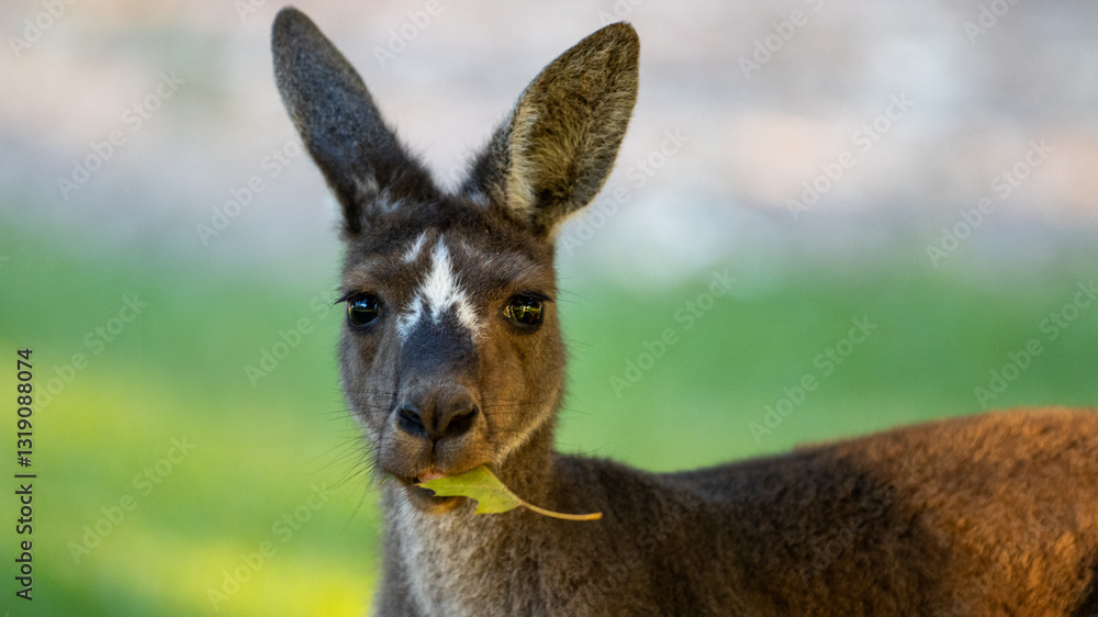 Kangaroo eating Kangaroo eating