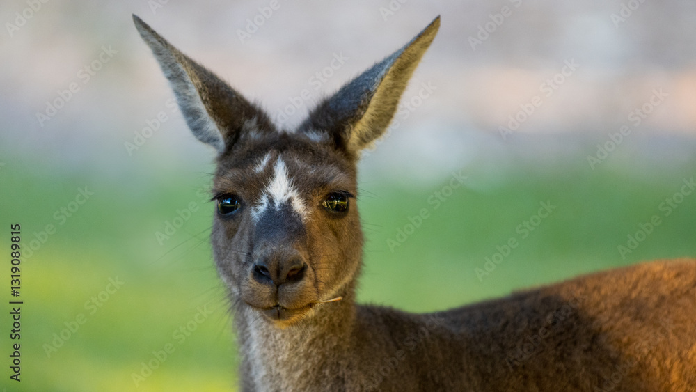 Kangaroo Kangaroo