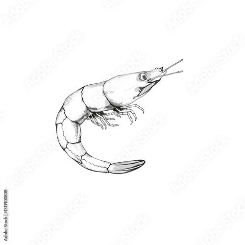 Sketch of one shrimp in black and white with space for copying