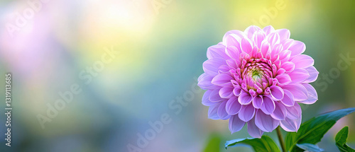 beautiful pink flower blooming in nature, showcasing delicate petals and vibrant colors