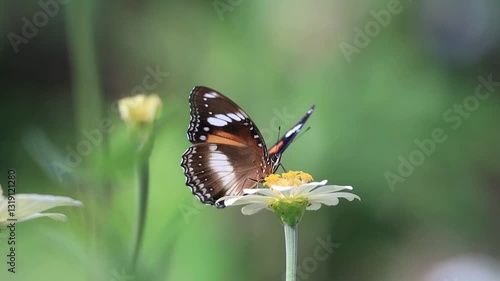 butterfly on a flower