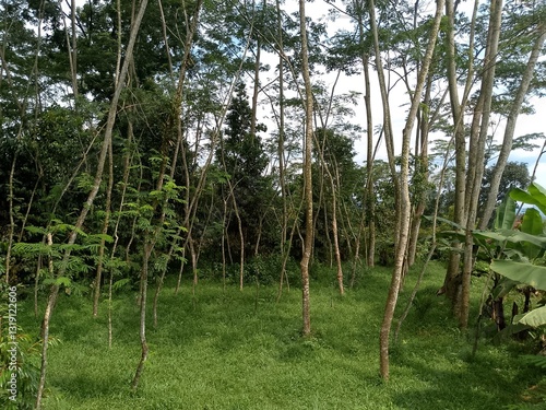 cool forest trees  the rainy season