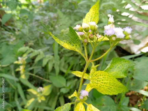 beautiful white flowers with unique patterns in the spring garden