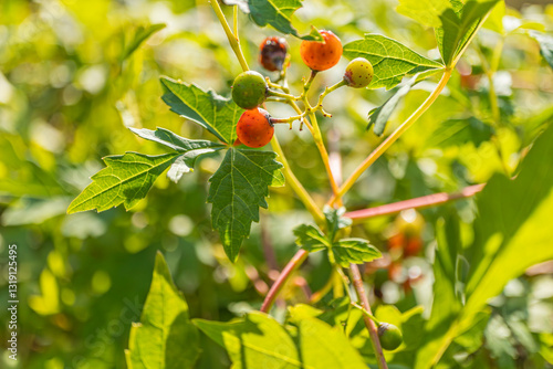 
Close-up of a Japanese vine (Ampelopsis japonica) with red and green berries among bright green leaves. Sunlight filtering through foliage, creating a vibrant natural background with a blurred effect photo