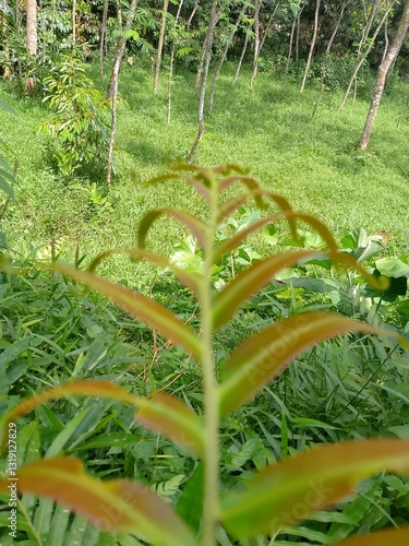 red striped leaves grow the garden rainy season