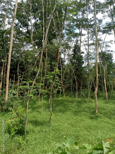 cool forest trees the rainy season