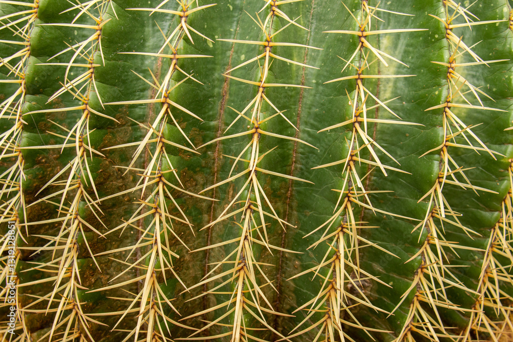 A detailed close-up of a cactus showcasing its sharp yellow spines arranged in vertical rows. A detailed close-up of a cactus showcasing its sharp yellow spines arranged in vertical rows.
