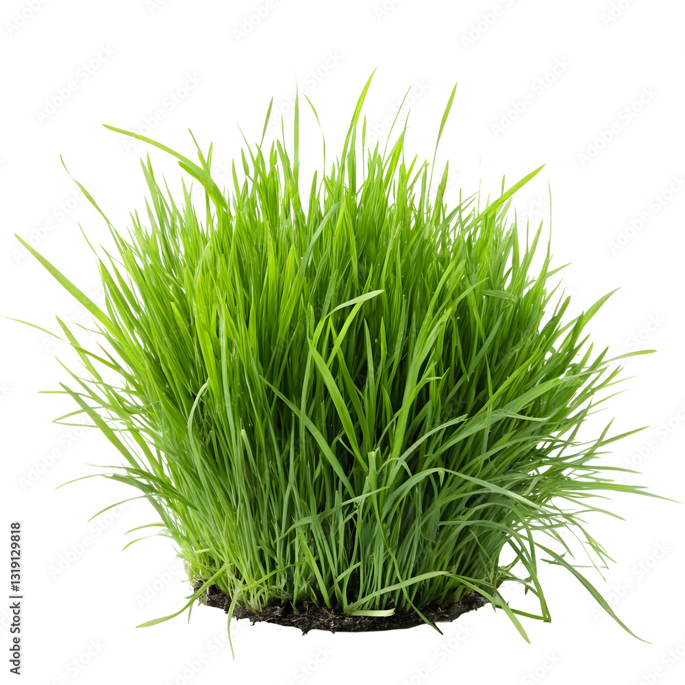 Obraz premium green grass isolated on white
