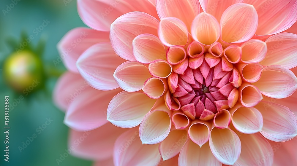 Symmetrical pink dahlia blooms in extreme macro focus showing coral-to-rose gradients against blurred greenery, capturing delicate petal textures through botanical photography with vivid colors. Symmetrical pink dahlia blooms in extreme macro focus showing coral-to-rose gradients against blurred greenery, capturing delicate petal textures through botanical photography with vivid colors.