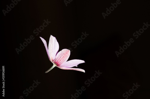 A pink anemone in low key lighting in Arta Epirus Greece