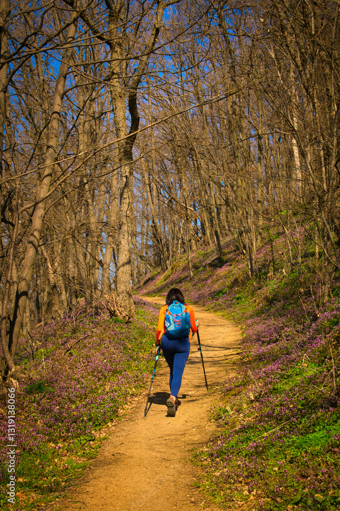 Obraz premium A woman hiking through a scenic forest trail during early spring, using trekking poles for support. The path is surrounded by budding trees and blooming wildflowers.