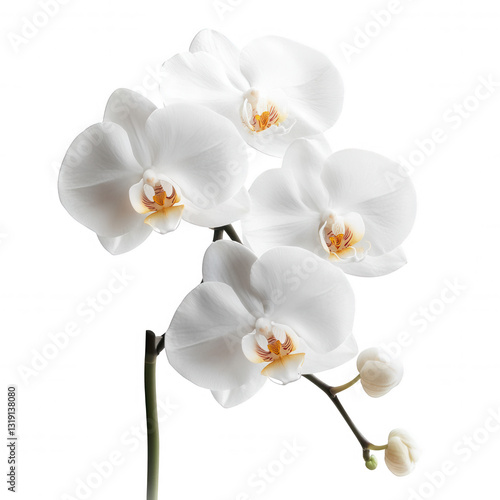 A cluster of elegant white orchids with delicate petals and vibrant orange centers.