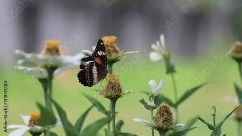 butterflies and flowers in the garden