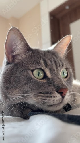 Domestic cat with expressive face, close up of gray cat lying on bed and playing with string