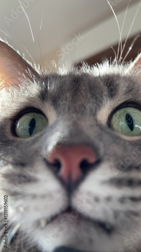 domestic cat with expressive face, close-up of a grey cat lying on a bed, expressive eyes darting from side to side as if the cat is whatching game or race on tv, or hunting