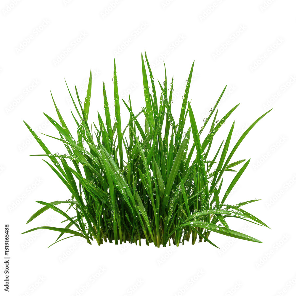 Fototapeta premium Lush green grass with droplets of water, showcasing a vibrant and fresh appearance. isolated on white background.