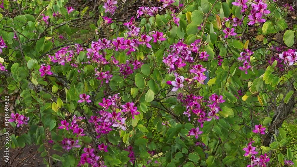 Hong Kong Orchid Tree with flowers in spring Hong Kong Orchid Tree with flowers in spring
