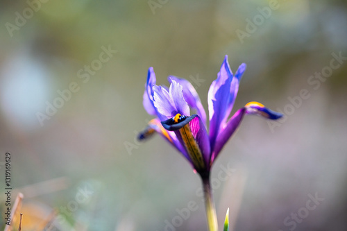 Closeup Aufnahme einer violetten Iris-Blüte im Frühling