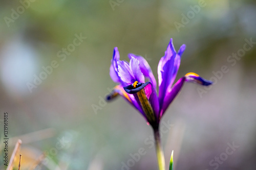 Closeup Aufnahme einer violetten Iris-Blüte im Frühling