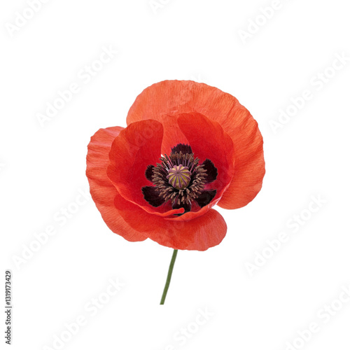 Red poppy blooming elegantly on white background vector