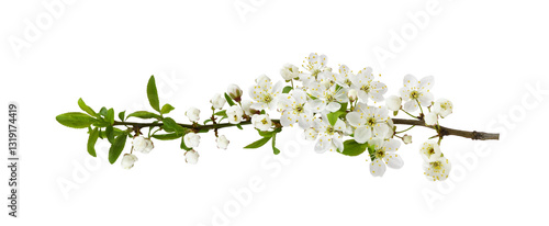 Foto Spring early flowers and small green leaves on twig of berry tree isolated on wh