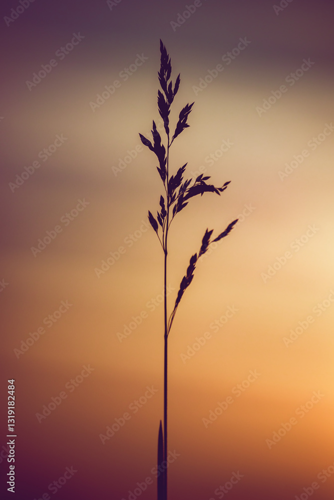 Fototapeta premium A single blade of grass stands tall against a soft, blurred sunset sky. Its silhouette creates a striking contrast with the warm gradient of orange and purple hues. A serene, minimalist nature scene