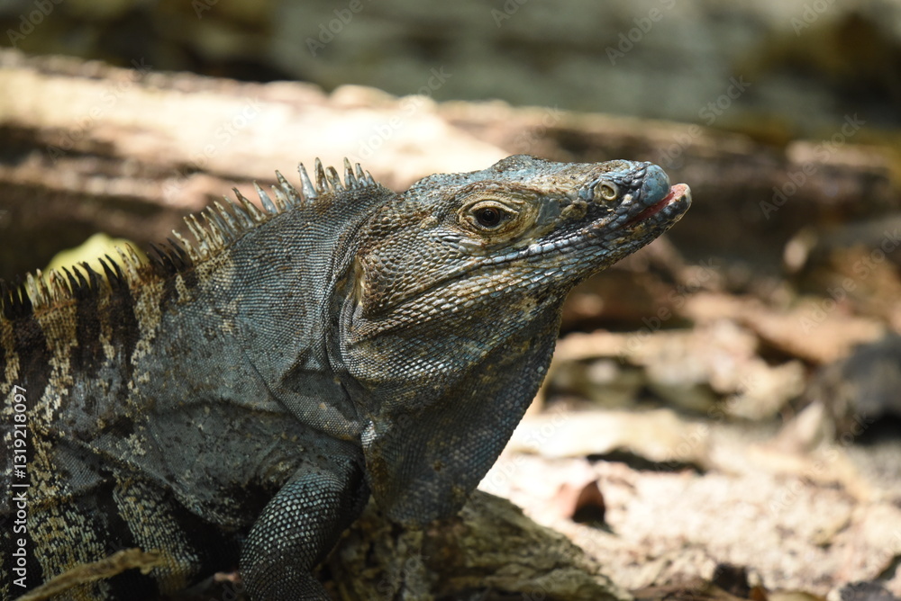 Obraz premium iguana on a rock