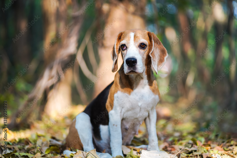 Beautiful Beagle in a Forest on a Sunny Day Among Fallen Leaves Beautiful Beagle in a Forest on a Sunny Day Among Fallen Leaves