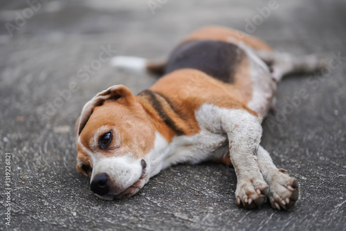 Beagle Dog Lying on a Pavement Resting Peacefully in Warm Day