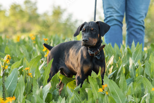 Doberman Puppy