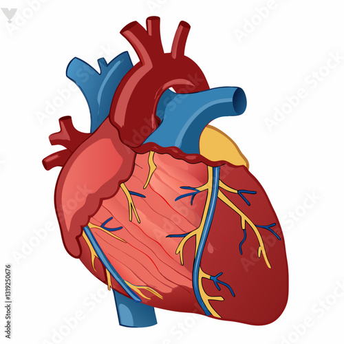 Red healthy human heart with arteries close up front view isolated on white vector illustration