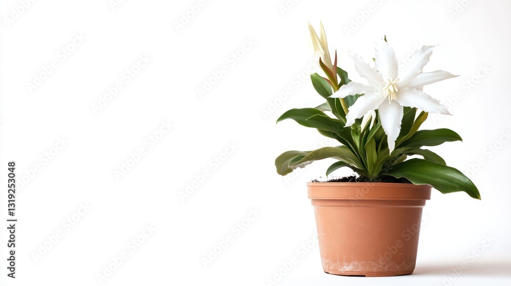 White flower plant in terracotta pot White flower plant in terracotta pot
