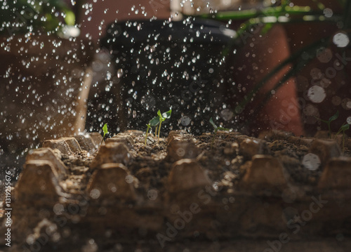 Close-up of a small seedling growing in soil, being watered by hand. Symbol of growth, sustainability, nurturing, and environmental care. Perfect for eco campaigns, agriculture, and nature concepts.