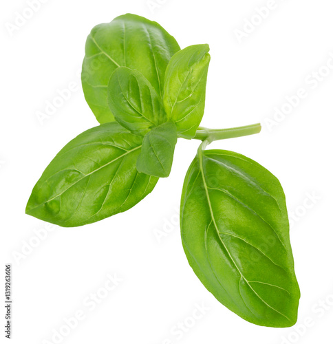 Close up of fresh green basil herb leaves isolated on transparent background. Sweet Genovese basil