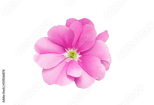 pink primrose isolated on white background. 