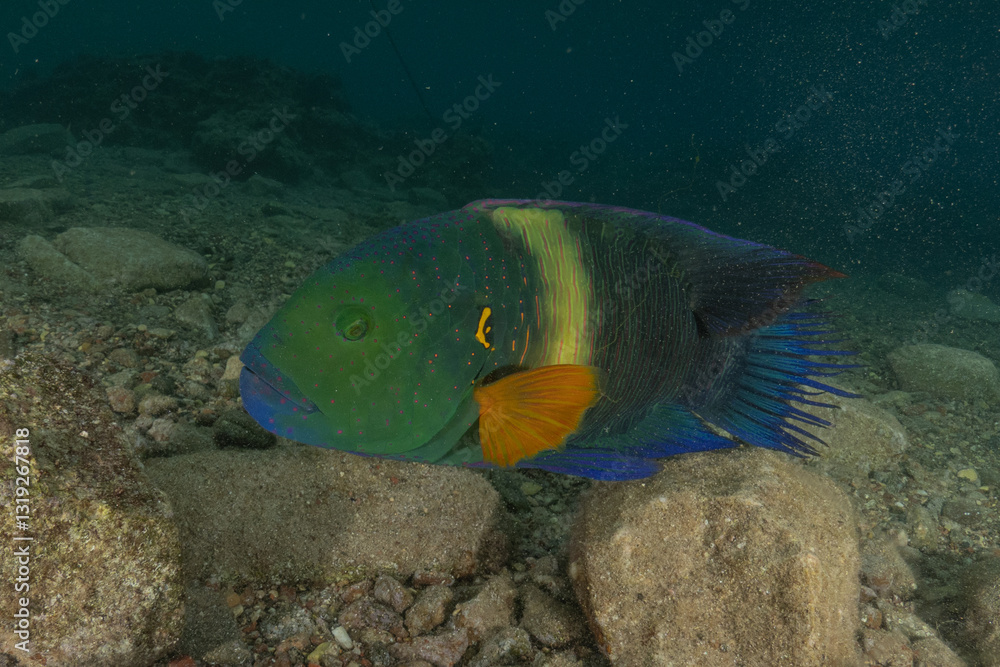Fish swimming in the Red Sea, colorful fish, Eilat,  Israel
