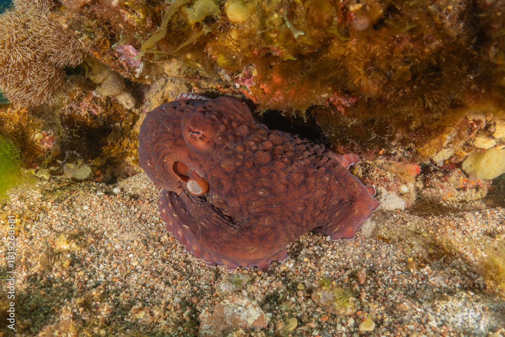 Fototapeta premium Octopus king of camouflage in the Red Sea, Eilat Israel 