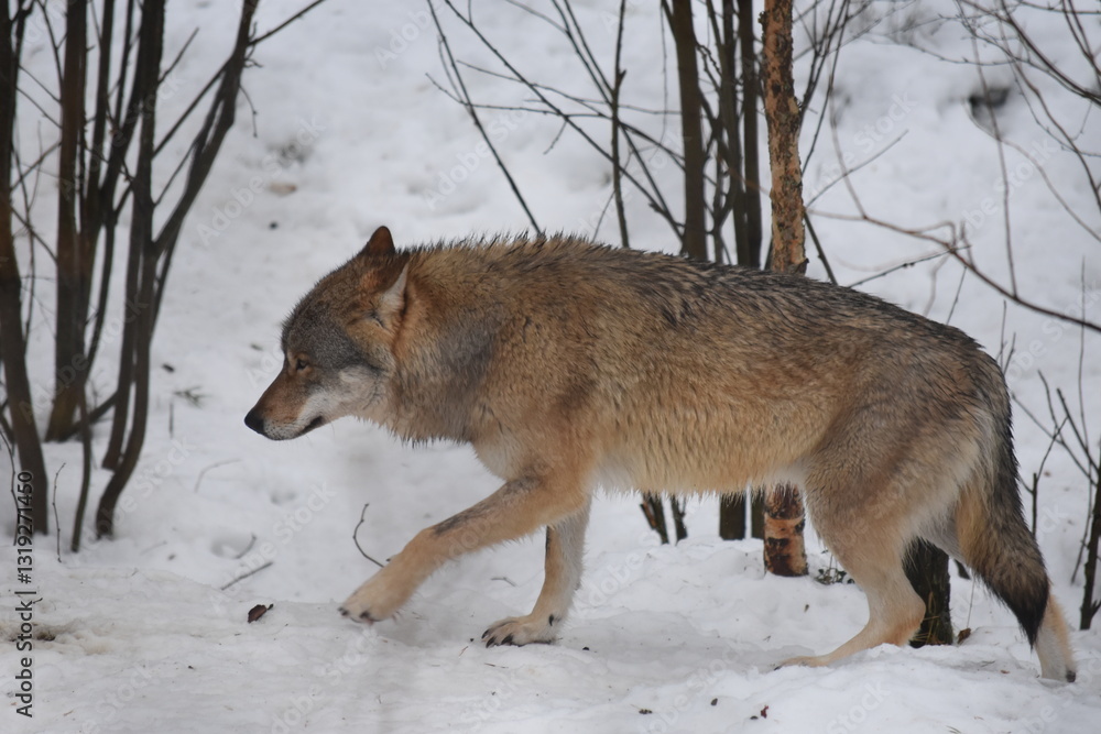 Fototapeta premium lapland - finland wildlife