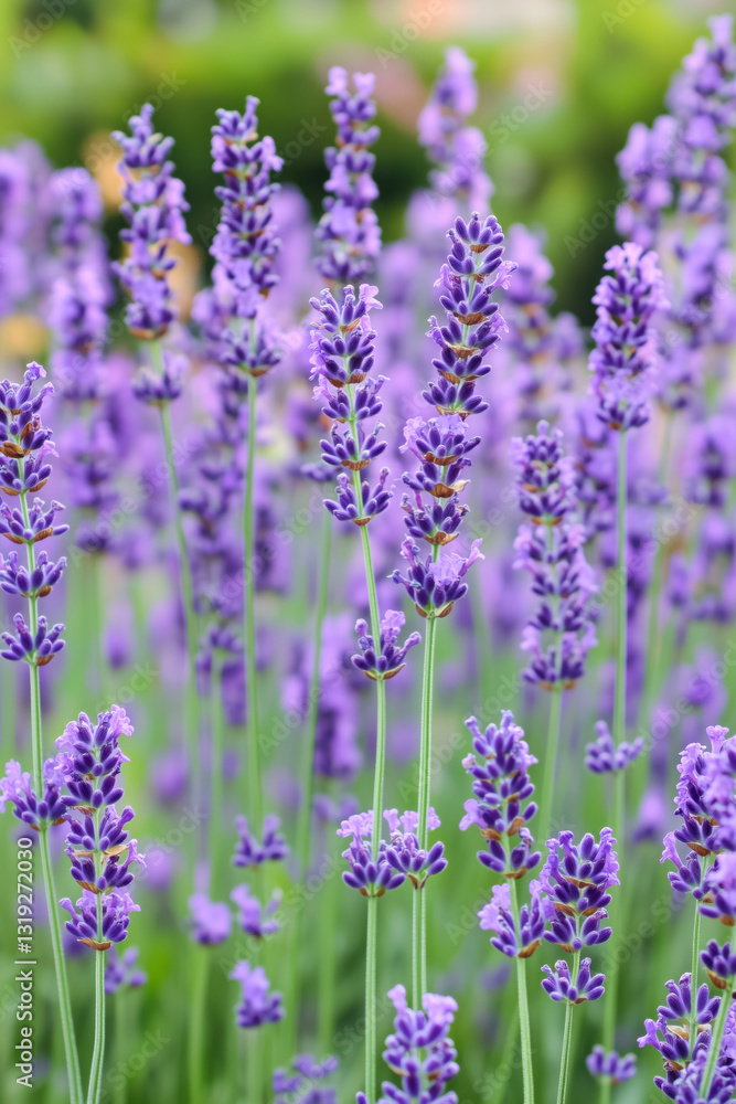 Naklejka premium Vibrant lavender flower