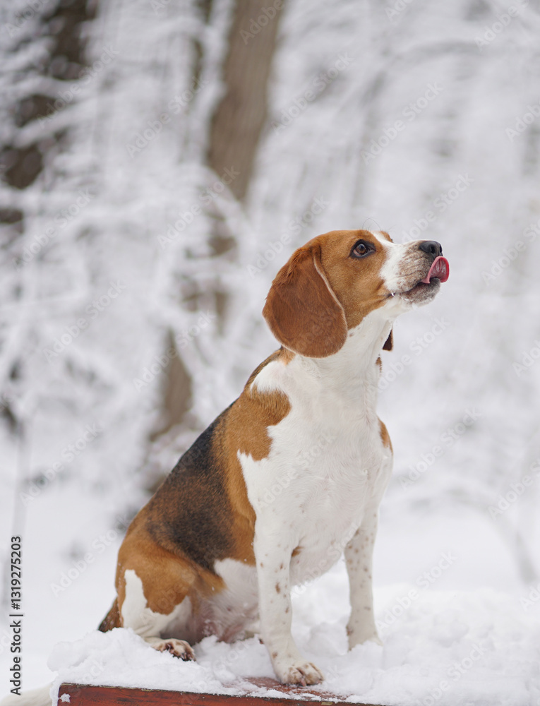 Beagle dog sitting in a winter forest, snowy trees on the background, licking her face, funny, cute, looking up Beagle dog sitting in a winter forest, snowy trees on the background, licking her face, funny, cute, looking up