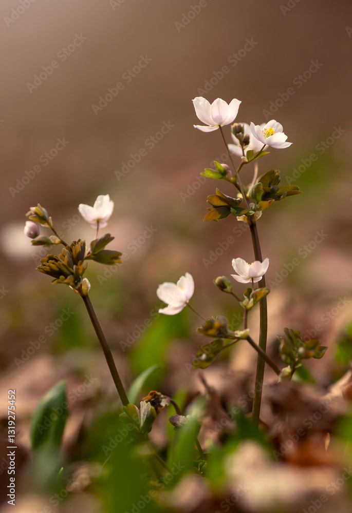 Kwiaty Zdrojówki rutewkowatej w lesie. ( Isopyrum thalictroides )