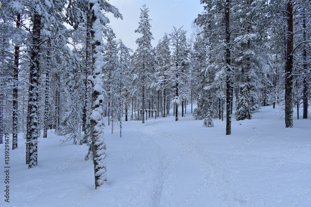 Obraz premium lapland winter nature