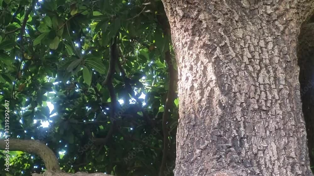 Aged knots and pattern on bark of trunk of Sapodilla tree with light flares through leaf foliage in background Aged knots and pattern on bark of trunk of Sapodilla tree with light flares through leaf foliage in background