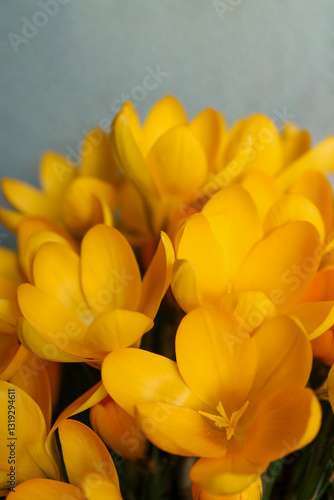 Yellow Crocuses