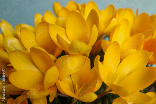 Blooming Yellow Crocuses
