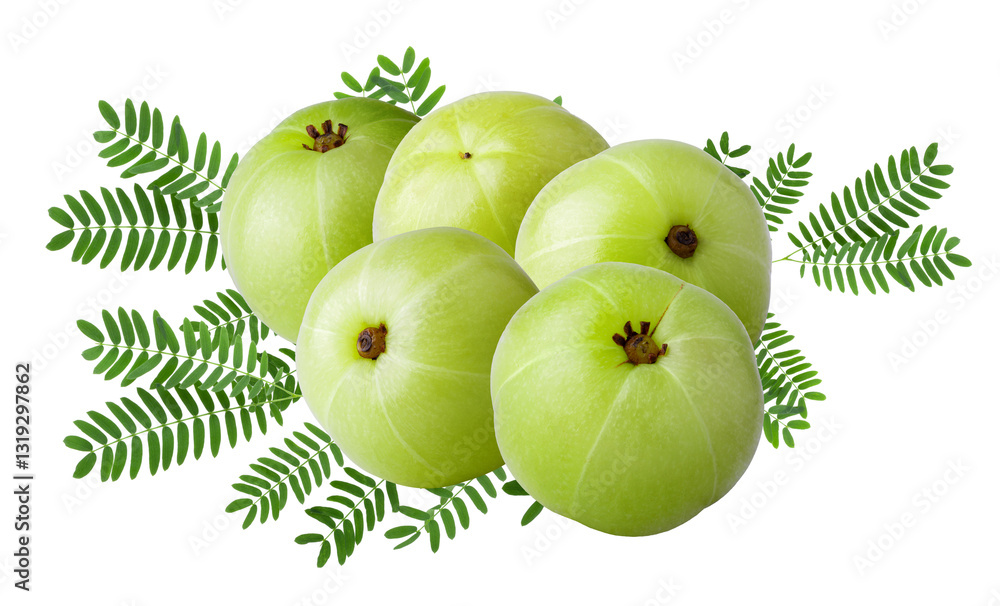 Emblic or Indian gooseberry leaves isolated on a transparent background